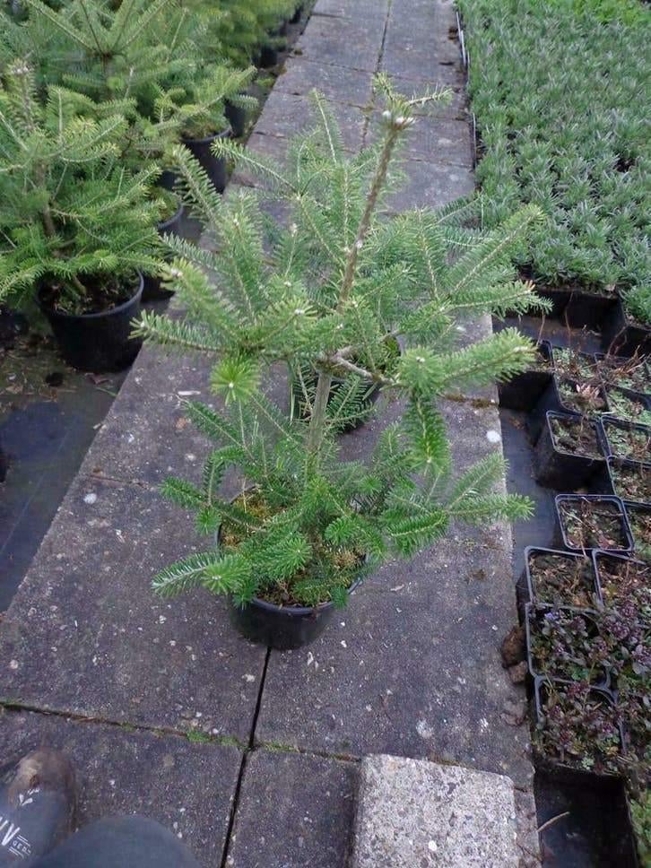 Abies Koreana — Sapin de Corée en pot, Enlèvement ou Envoi