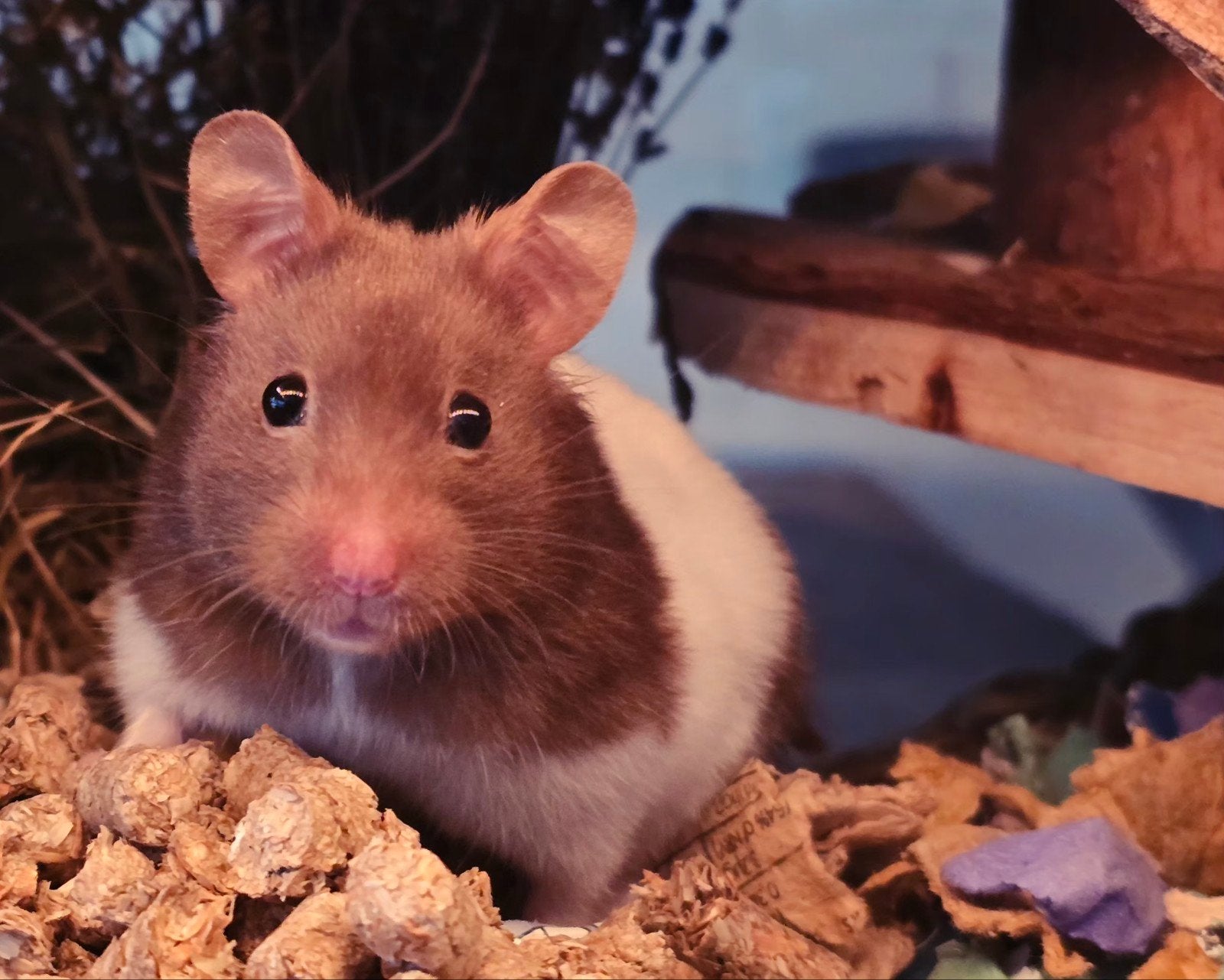 Goudhamster, Dieren en Toebehoren, Hamster, April, Vrouwelijk, Tam