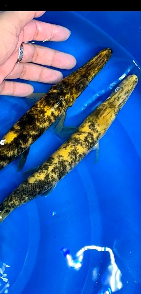 Garpike tigre garpique gar garpic brochet atractosteus, Animaux & Accessoires, Poisson
