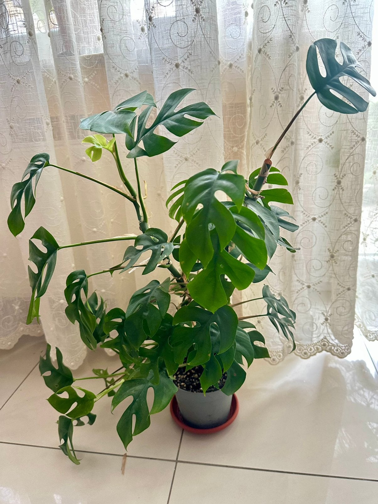 Plante Rhaphidophora tetrasperma (monstera minima), Autres espèces, En pot, Plein soleil, Moins de 100 cm