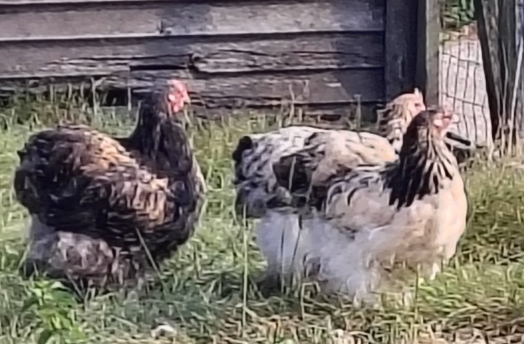 Cochin groothoen kwartel / columbia kleurig, Dieren en Toebehoren, Pluimvee
