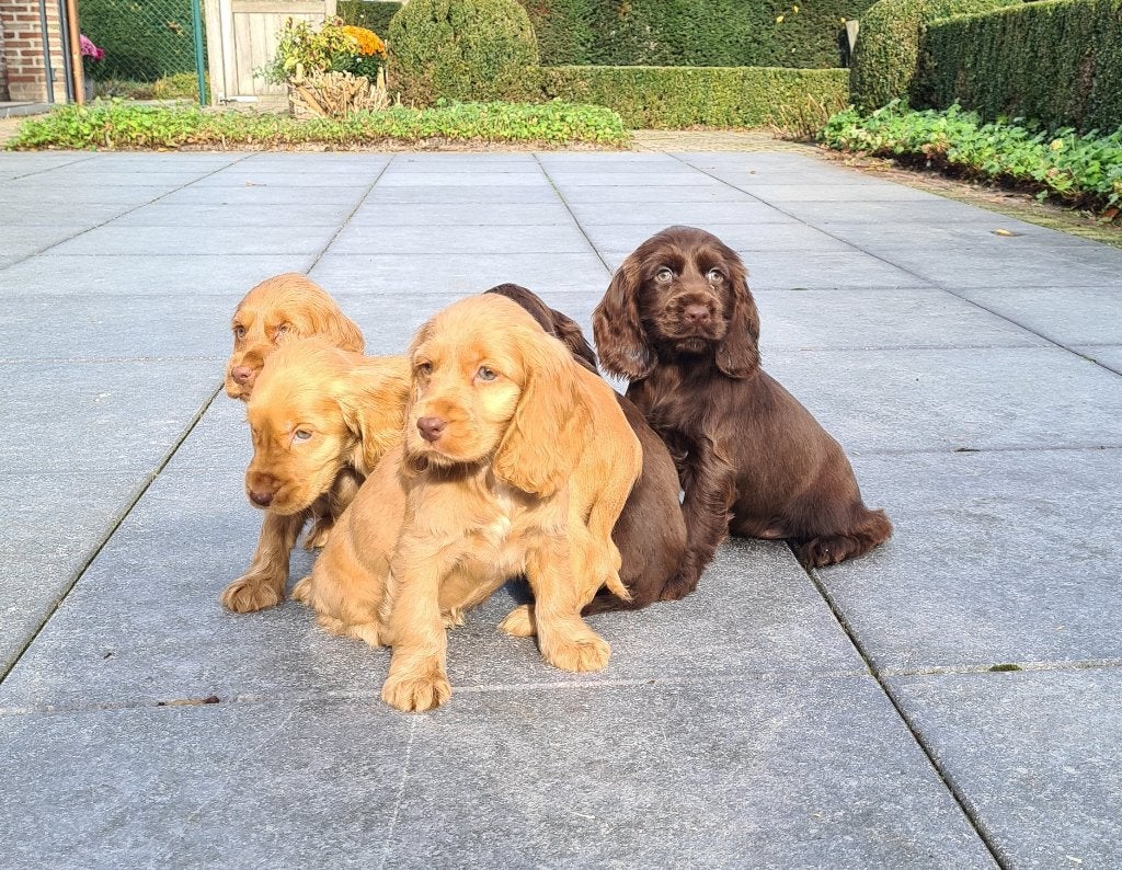 engelse cocker pups, Dieren en Toebehoren, België, CDV (hondenziekte), 8 tot 15 weken, Meerdere