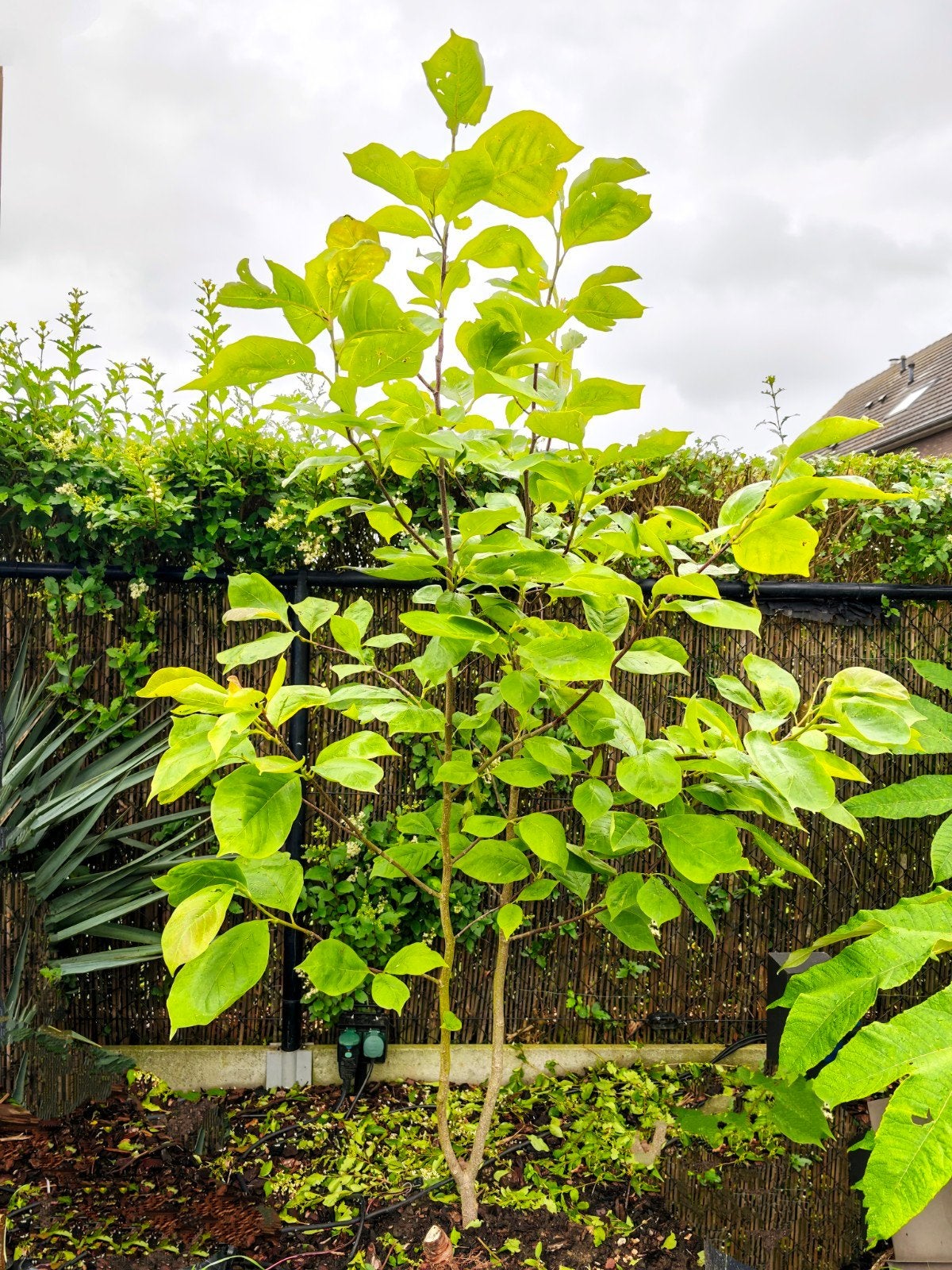 Grote Magnolia ‘Yellow Bird’ / Bieden vanaf 100€ !!, Ophalen, Zomer, Halfschaduw