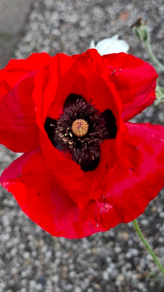 Graines de pavot, Papaver rhoeas, Envoi