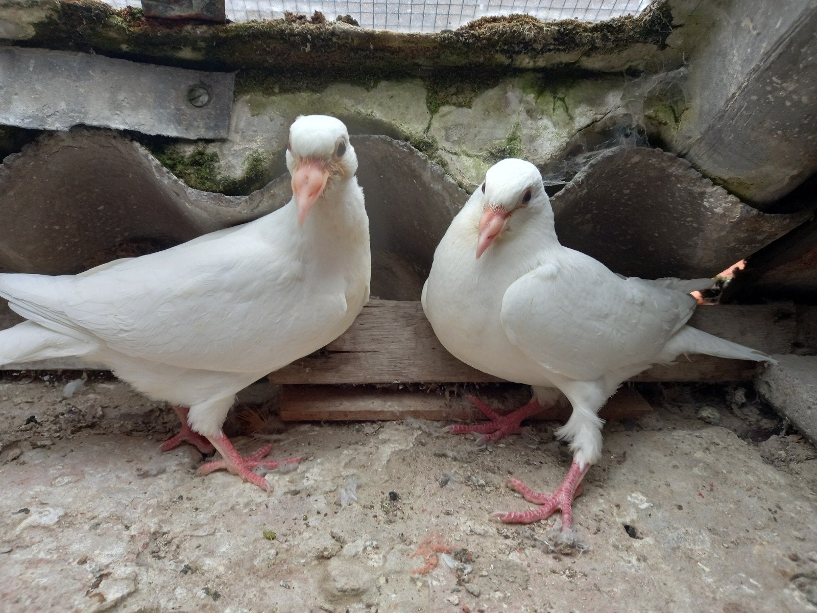 2 Jonge witte duiven, Dieren en Toebehoren