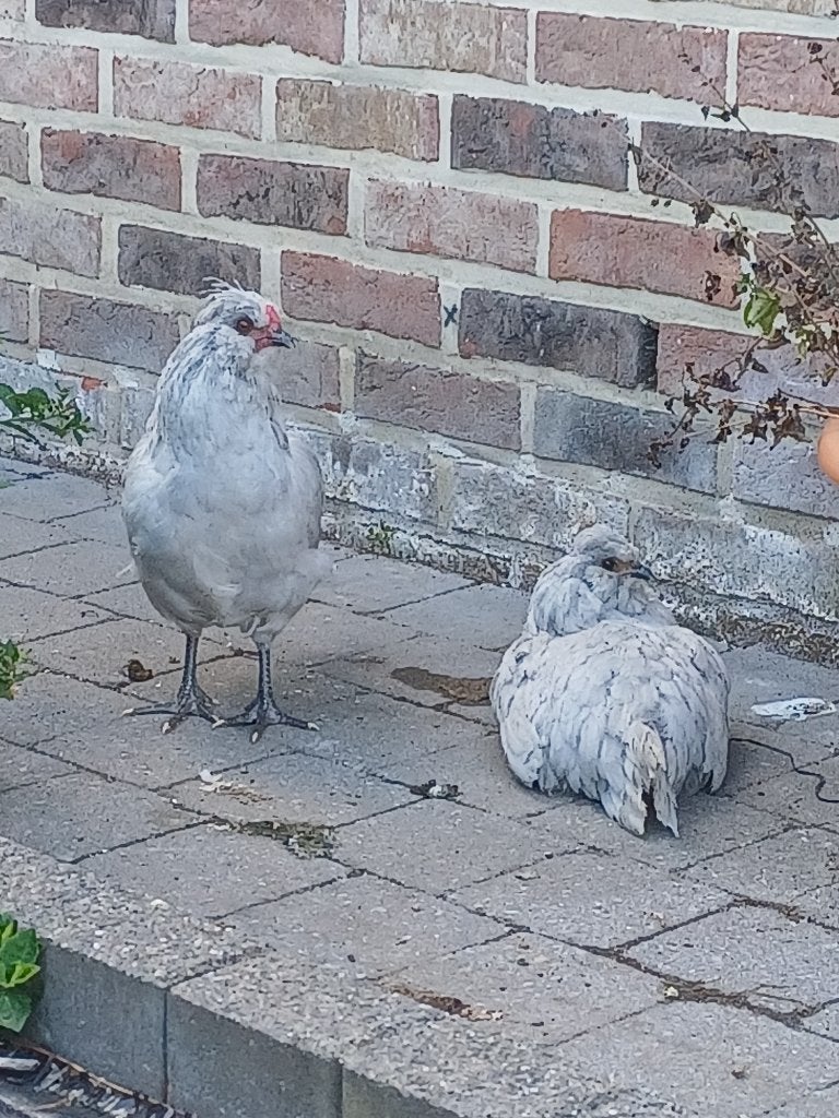 Britse araucana's, Plusieurs animaux, Poule ou poulet