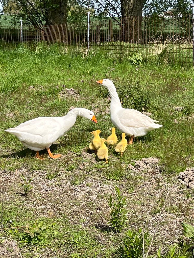 Ganzen, Meerdere dieren, Gans of Zwaan