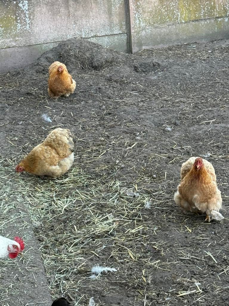 Cochin kriel hennetjes, Femelle, Poule ou poulet