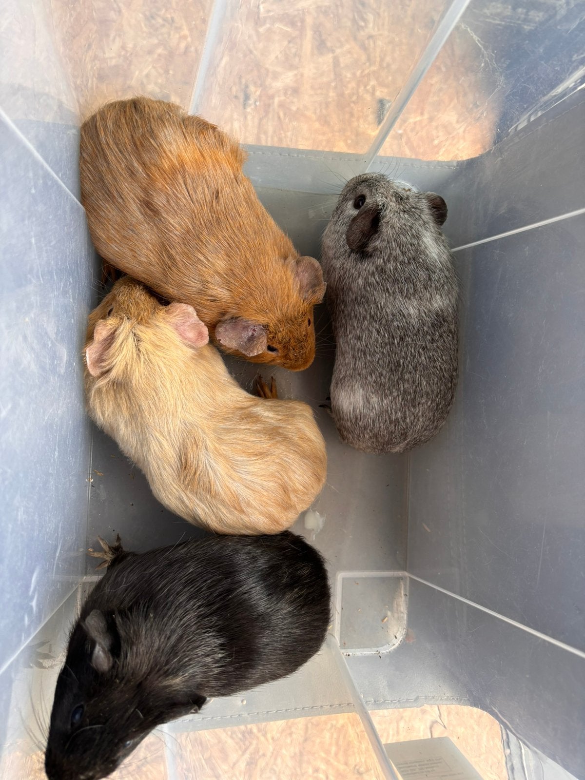 Cavia’s, Dieren en Toebehoren, Juli, Meerdere dieren, Cavia