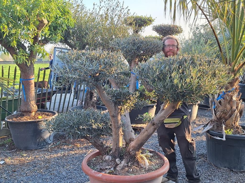 Schitterende Plateau-olijf, Tuin en Terras, Planten | Bomen, Ophalen of Verzenden