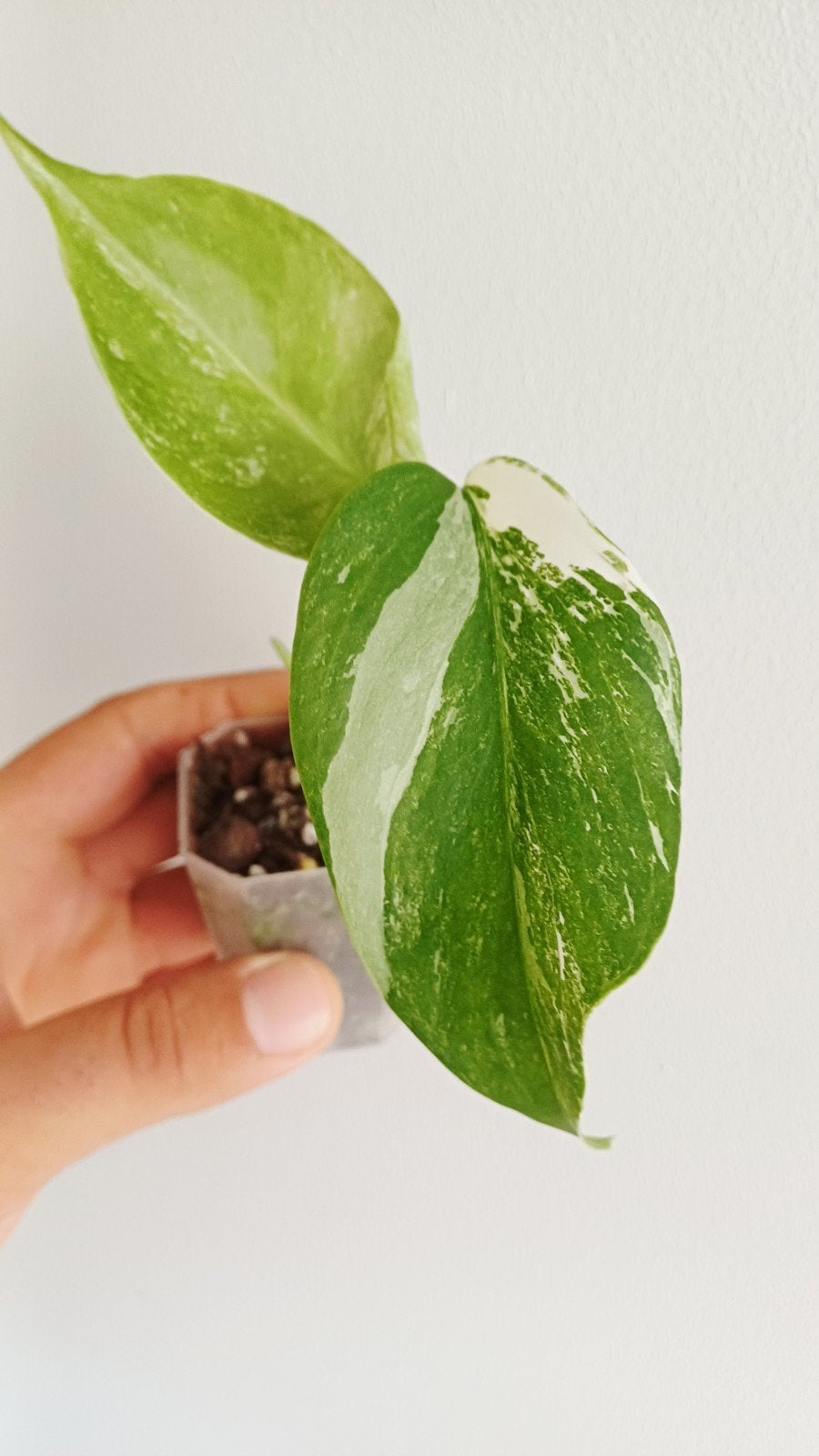 Monstera Deliciosa Albo variegata, Maison & Meubles, Plantes d'intérieur, Autres espèces, En pot, Enlèvement ou Envoi, Moins de 100 cm