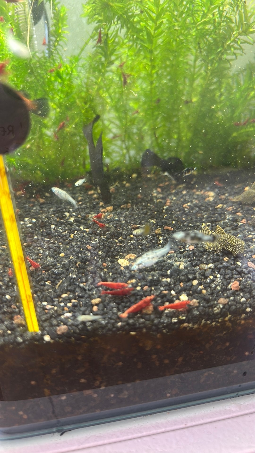 dalmatier vissen, Dieren en Toebehoren, Kreeft, Krab of Garnaal, Zoetwatervis
