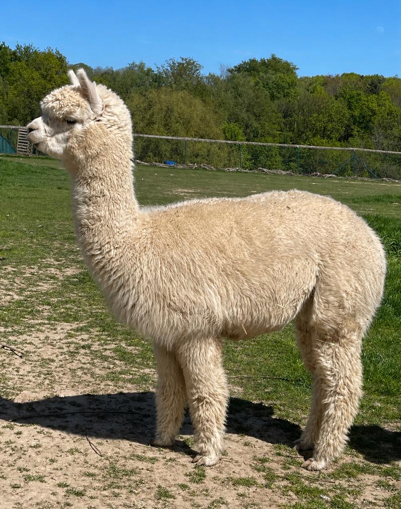 Zeer mooie jonge stamboek alpaca merrie te koop, Août, Femelle