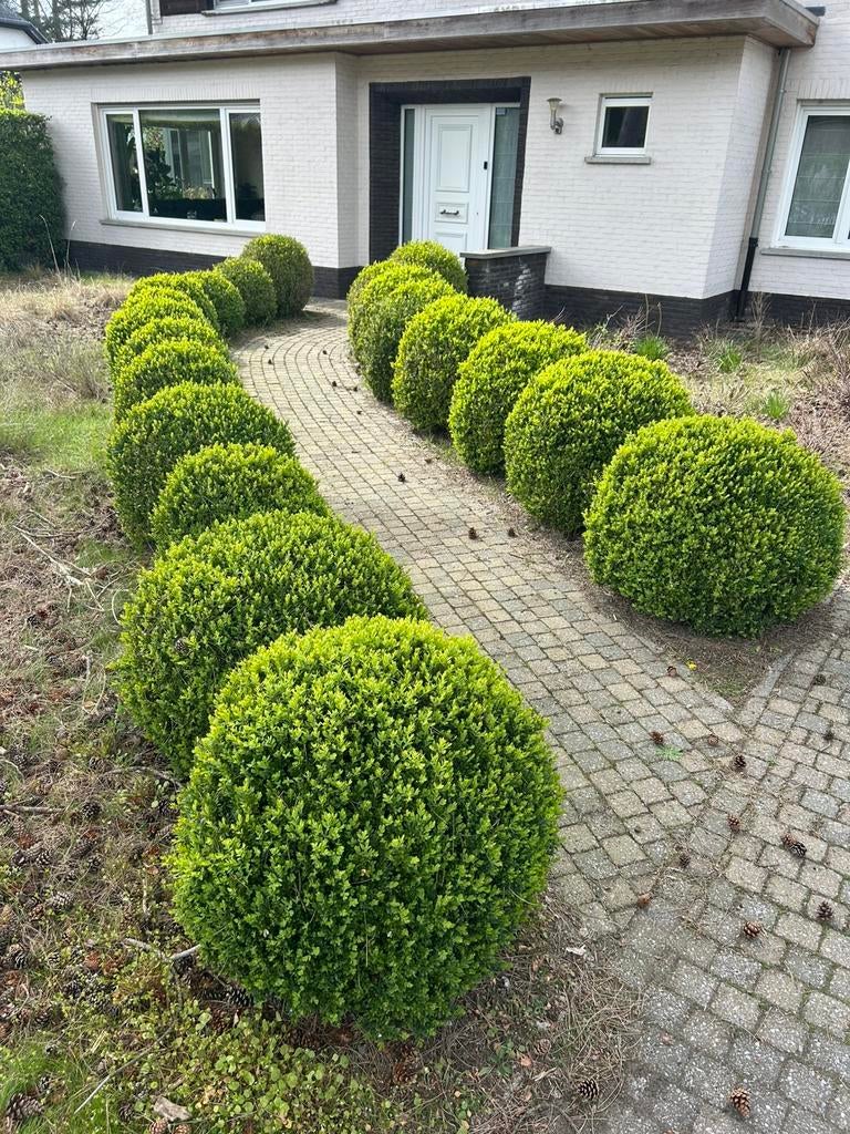 Buxus - bollen, Ophalen, Buxus