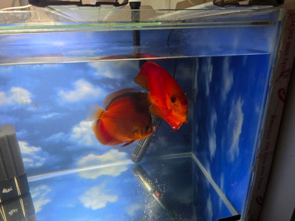 9 discussen waarvan 2 koppels, Dieren en Toebehoren, Vissen | Aquaria en Toebehoren, Ophalen