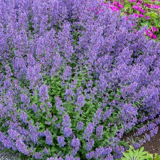 Nepeta Walkers Low, Ophalen