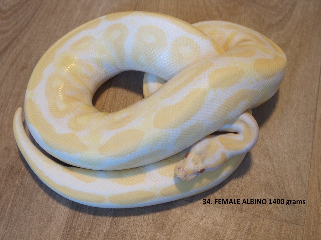Koningspythons halfwas en volwassen kweekdieren deel 2 Ball Python photo 10