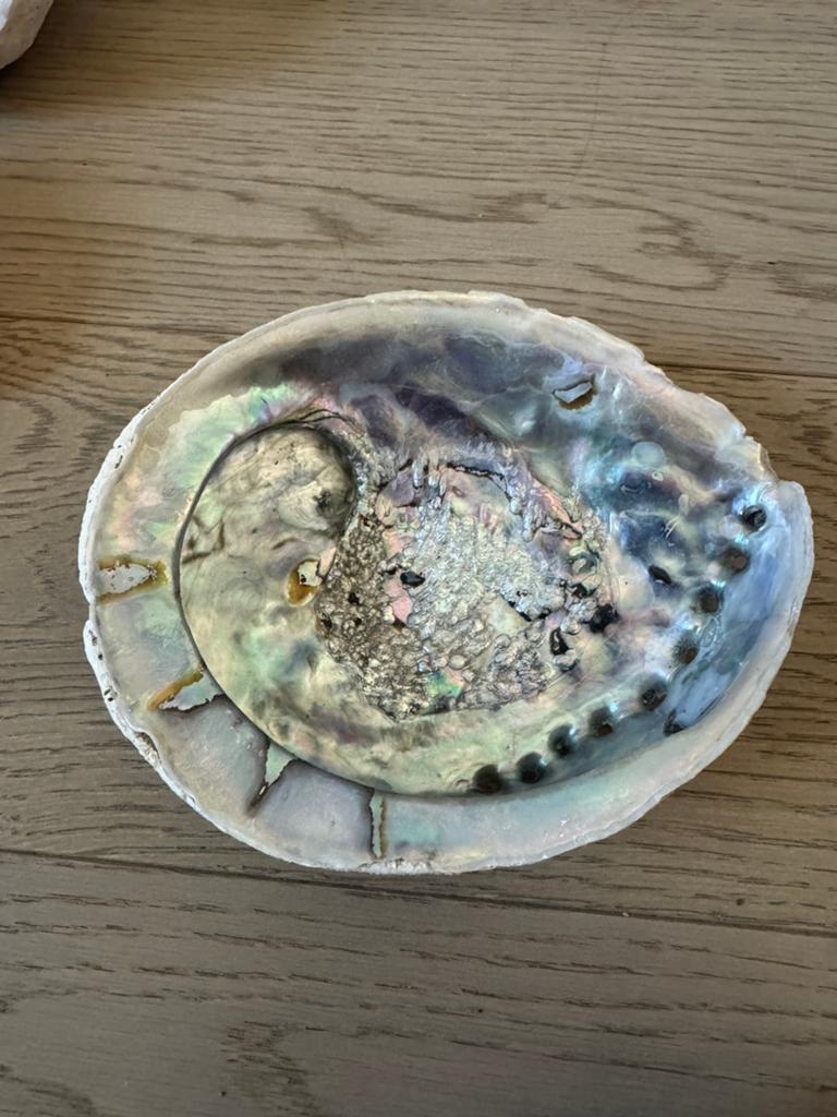 Mooie grote abalone schelp, Handtassen en Accessoires, Broches, Ophalen, Nieuw