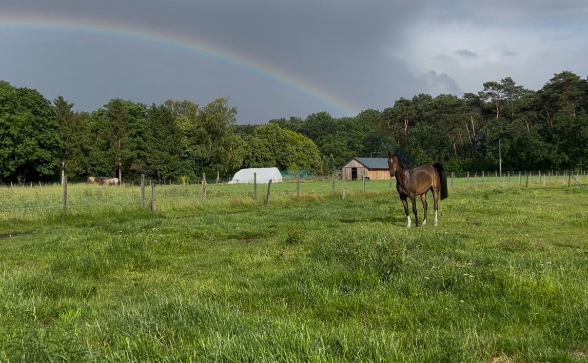 Prachtige d-pony, Dieren en Toebehoren, Merrie, Met stamboom, B, Springpony