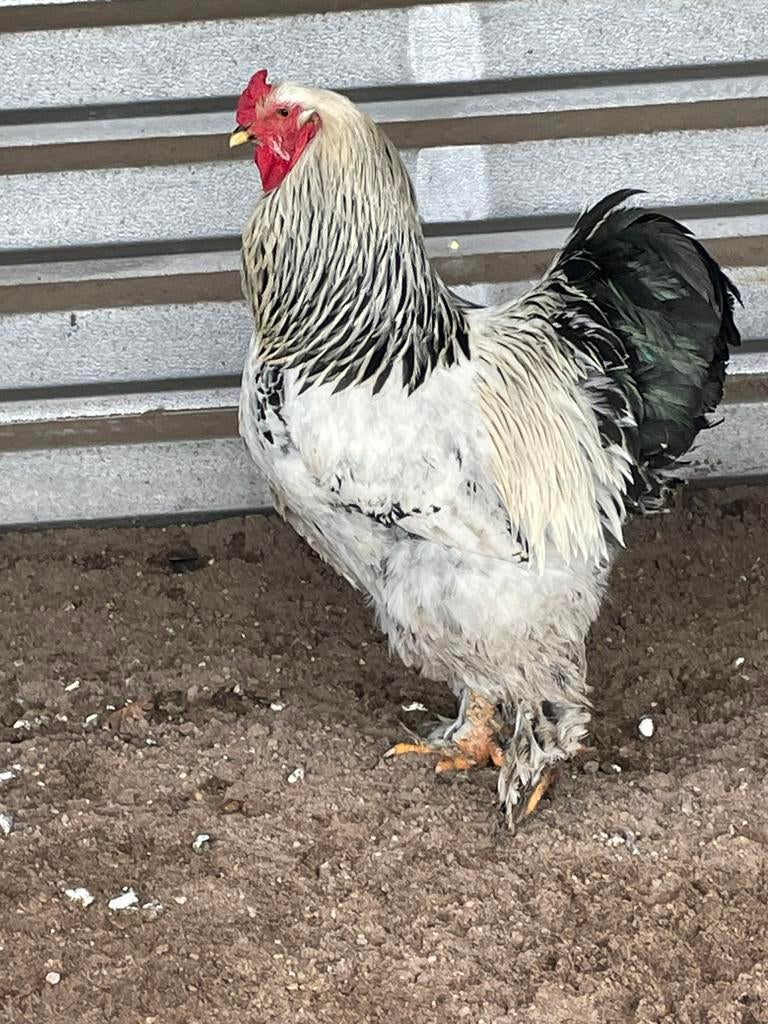 Sierkippen groot hoenders, Dieren en Toebehoren, Pluimvee, Kip, Meerdere dieren