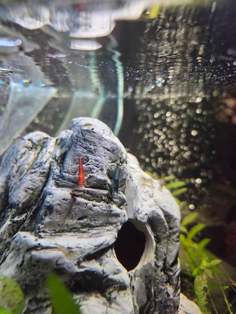 Verschillende warm water vissen, garnalen en slakken te koop, Dieren en Toebehoren