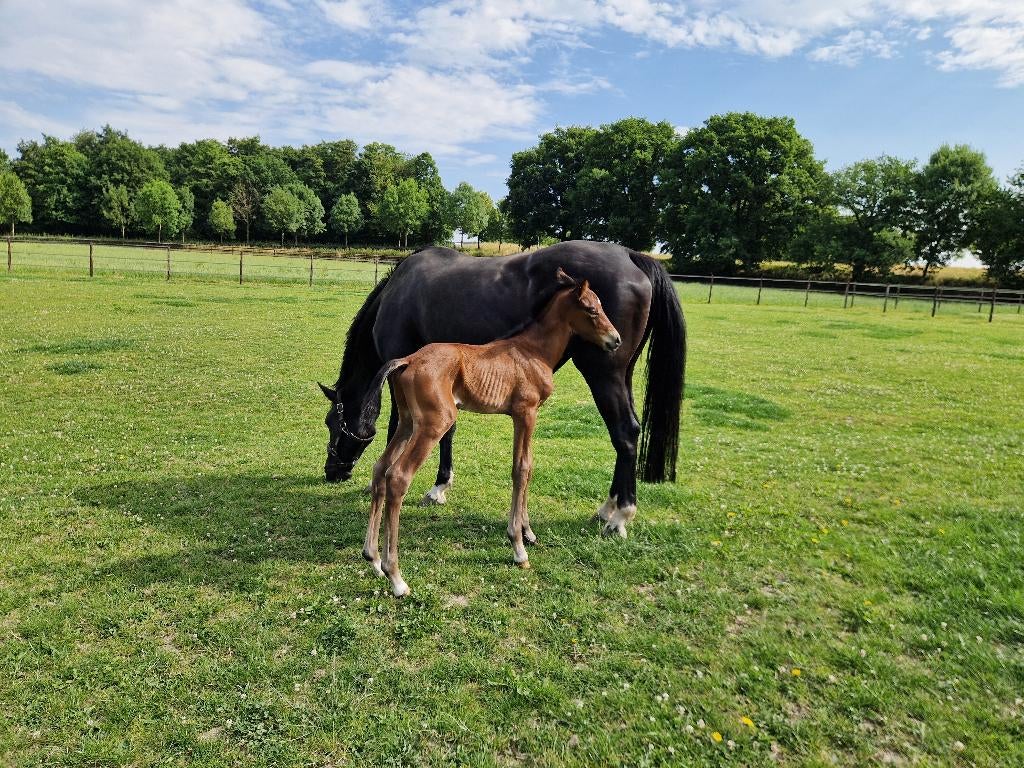 Dressuurmerrie (v. Negro) drachtig van Viva Vitalis, Cheval de dressage, 11 ans ou plus, Débourré, Avec pedigree