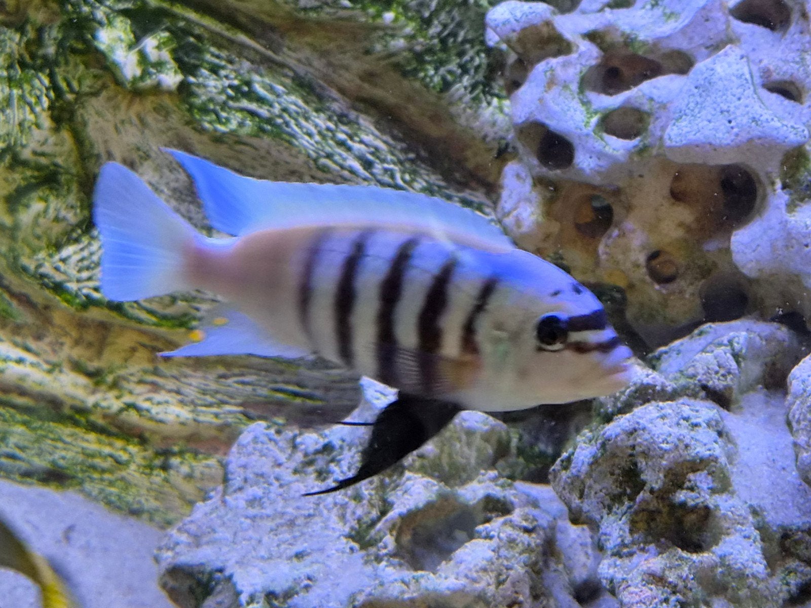 volwassen malawi cichliden, Poisson, Poisson d'eau douce