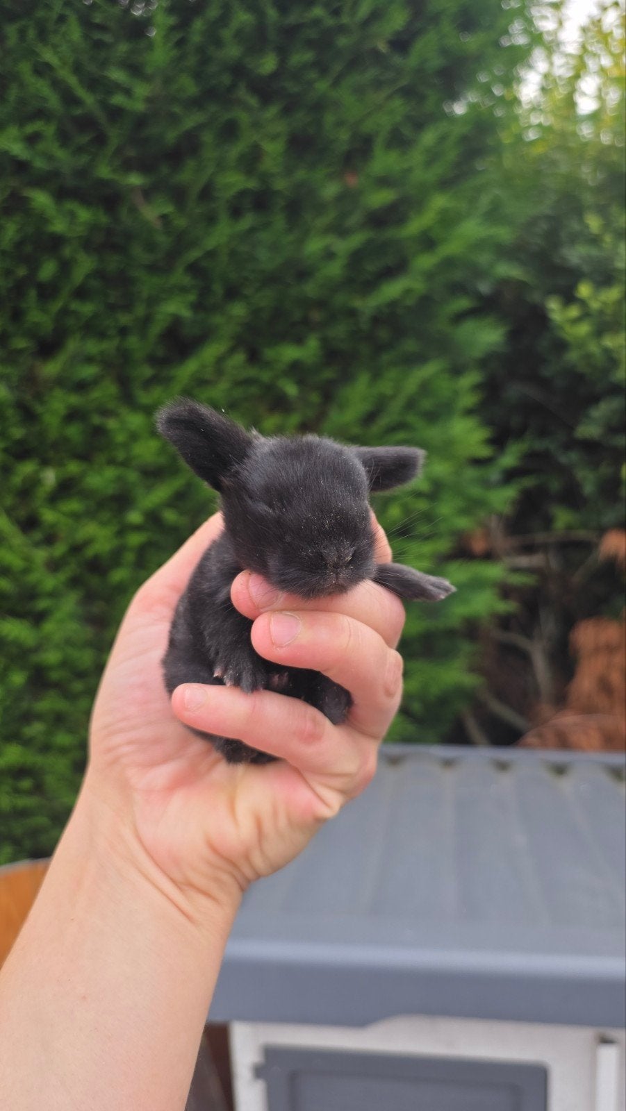konijntjes zoeken liefdevolle thuis, Dieren en Toebehoren, Hangoor