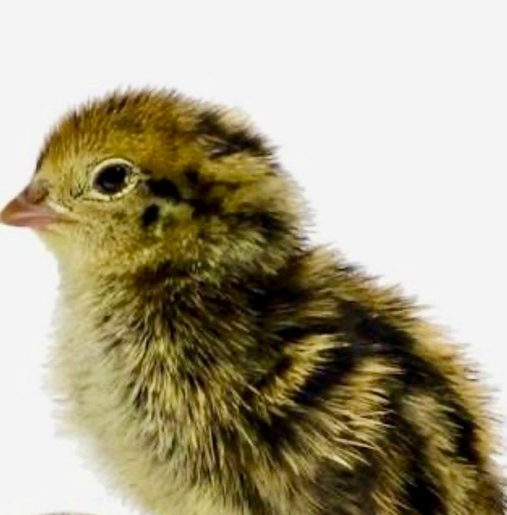 Eendagskuikens celadon kwartels, Dieren en Toebehoren