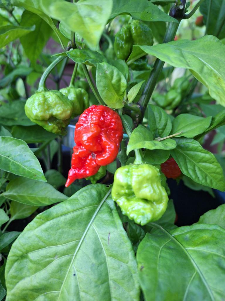 CAROLINA REAPER PEPERPLANTEN EN ANDERE 100% BIOLOGISCHE PEPE, Tuin en Terras, Planten | Fruitbomen, Ophalen, Volle zon, Overige soorten