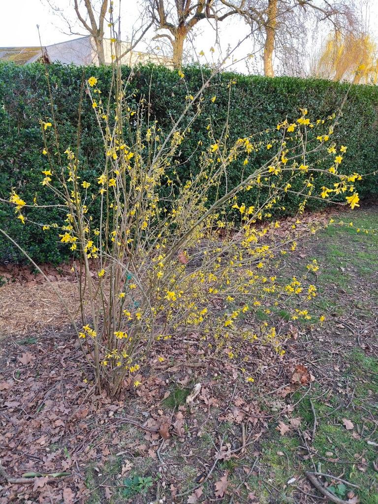 Forsythia of chinees klokje, Tuin en Terras, Ophalen