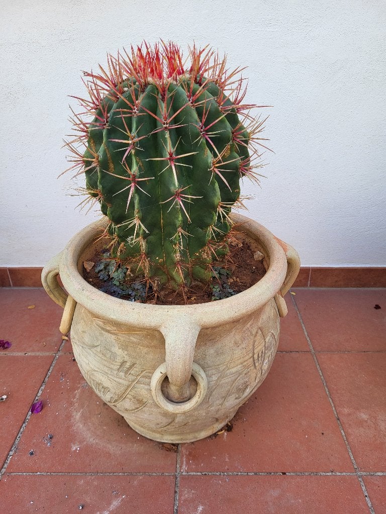 Cactus à cotes avec épines rougeâtres, Maison & Meubles, En pot, Plante à fleurs, Moins de 100 cm, Enlèvement