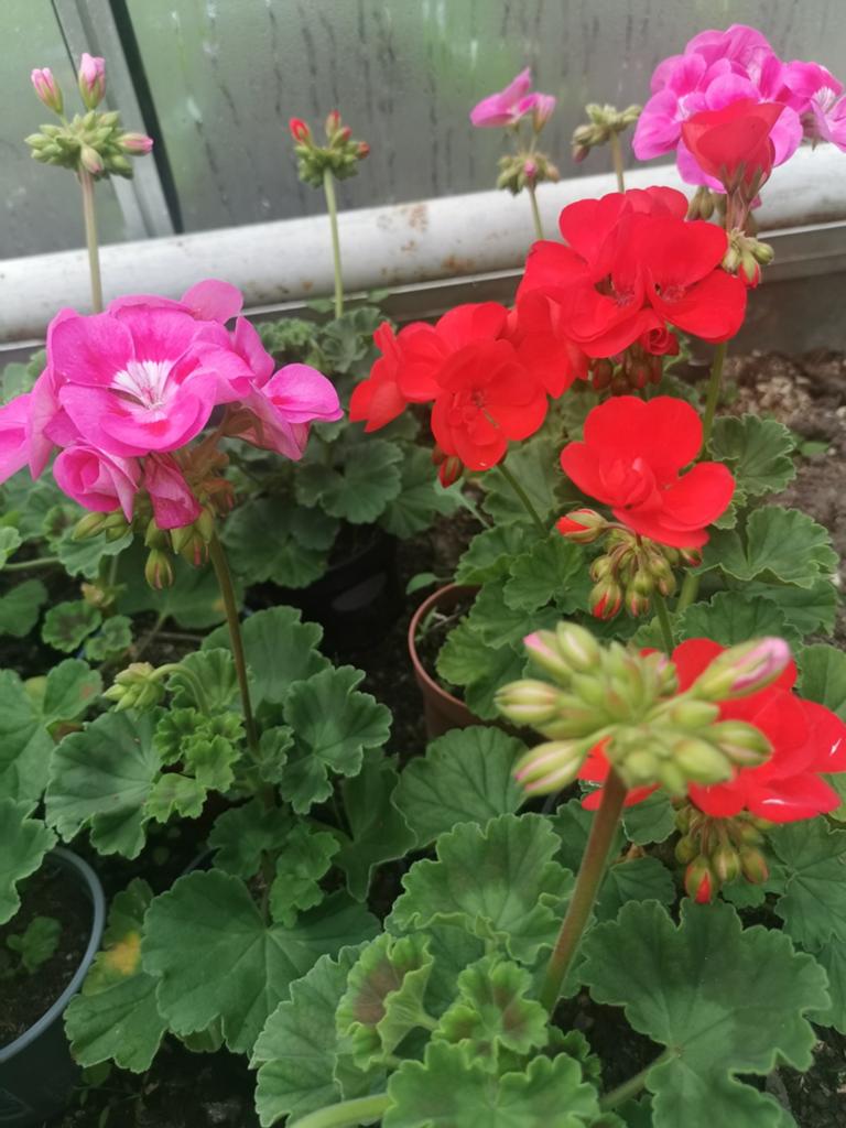 Géraniums, Tuin en Terras, Bloembollen en Zaden, Ophalen