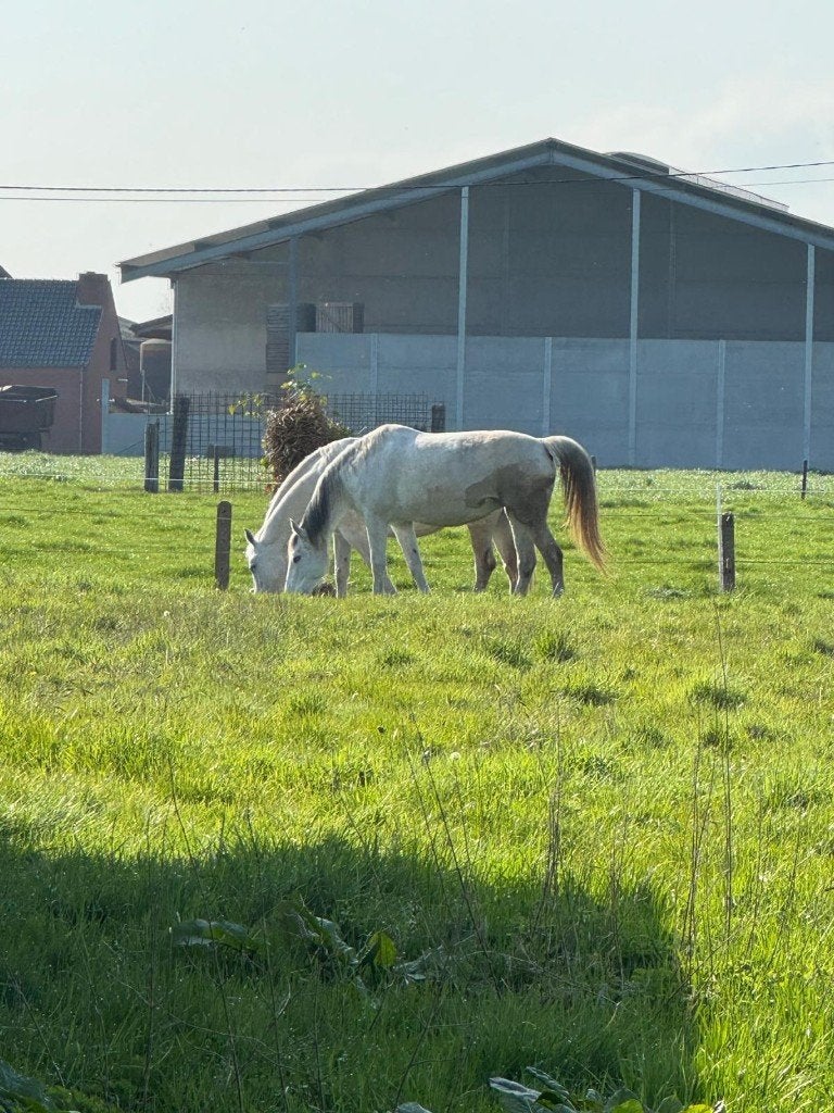 2 PAARDENSTALLEN MET VERZORGING TE HUUR – RUDDERVOORDE, Mise à l'étable, 2 ou 3 chevaux ou poneys