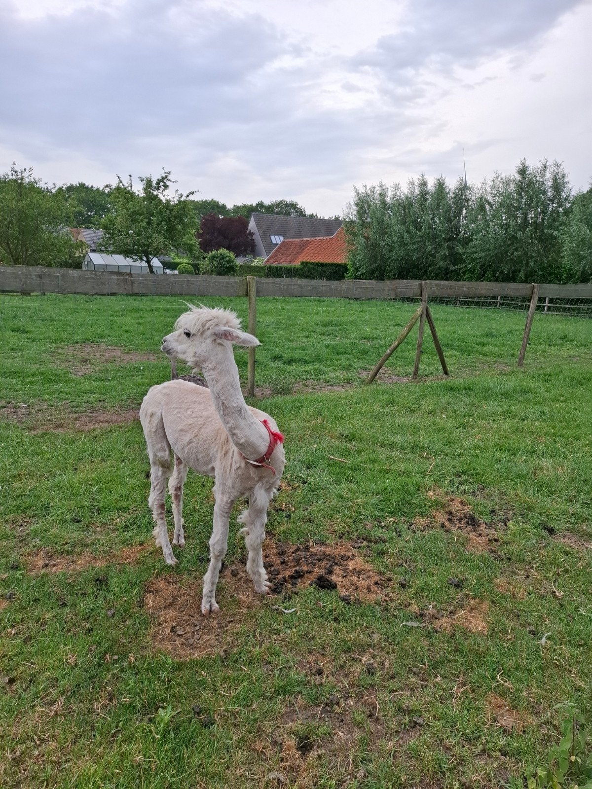 Bon panier en alpaga, Animaux & Accessoires