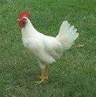 Leghorn Haan raszuiver, Dieren en Toebehoren, Pluimvee