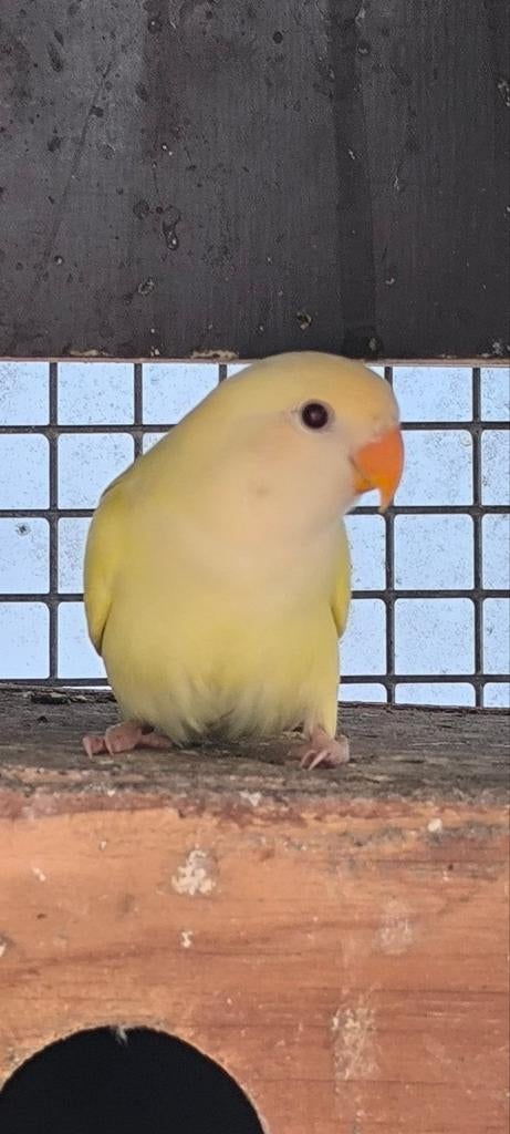 Agapornis roseicollis dwergpapegaai, Dieren en Toebehoren