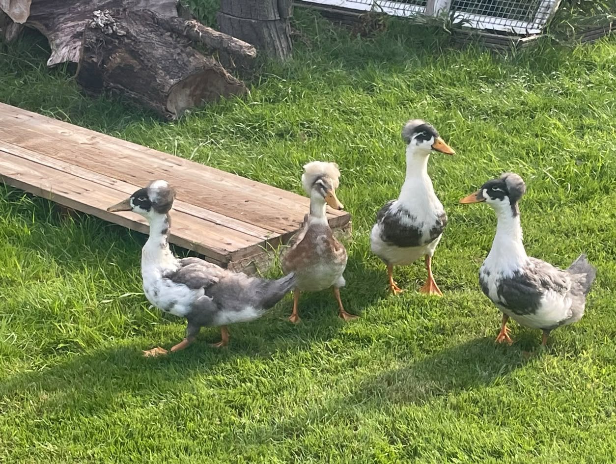 Jonge tamme Hollandse kuifeenden