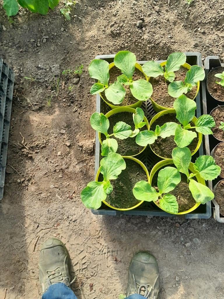 Pompoen planten  reuzenpompoen, Dieren en Toebehoren, Reptielen en Amfibieën
