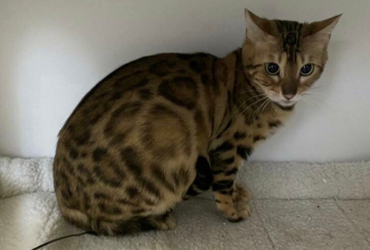 Kat, Meerdere dieren, Met stamboom, 3 tot 5 jaar