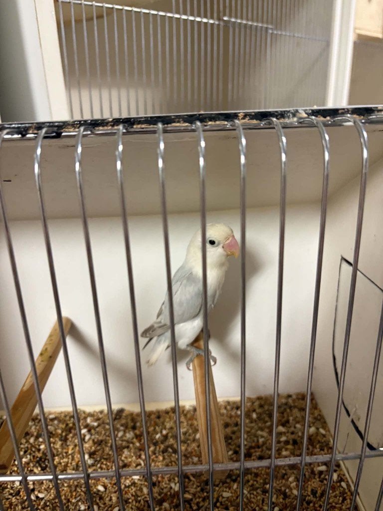 Dilute slaty blauw opaline fischerie POP van 2026 met DNA, Dieren en Toebehoren, Vrouwelijk, Dwergpapegaai of Agapornis, Geringd