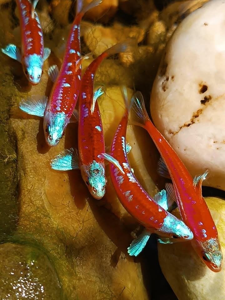 Rainbow Shiners, Regenboog Elrits, Dieren en Toebehoren, Vissen | Vijvervissen, Overige soorten