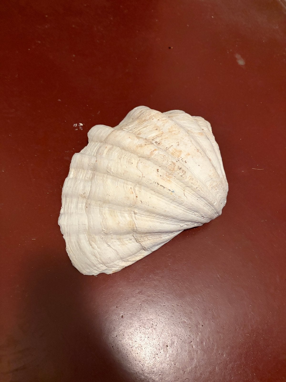 Grote schelp, Ophalen