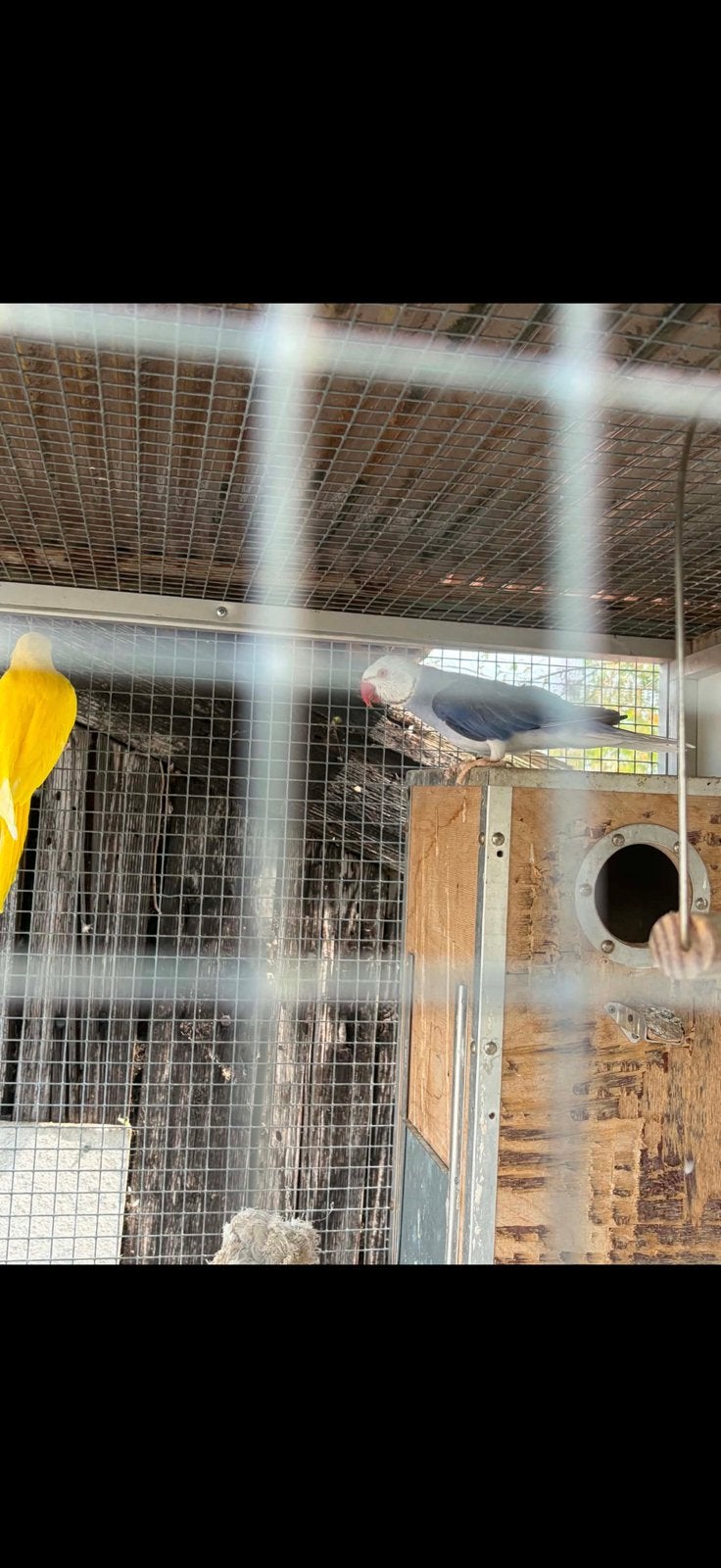 Halsband parkieten, Dieren en Toebehoren, Vogels | Parkieten en Papegaaien