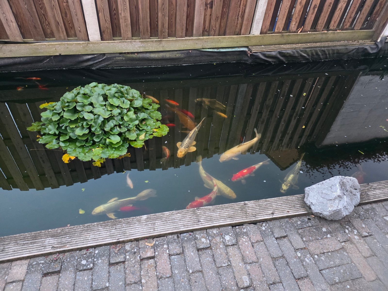 koi´s te koop 14 stuks allemaal rond de 50cm groot, Enlèvement