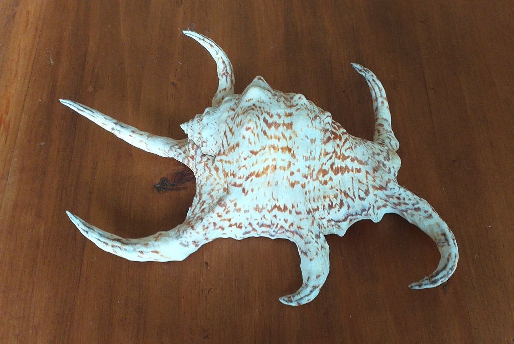 Coquillage Lambis 6 doigts, Enlèvement