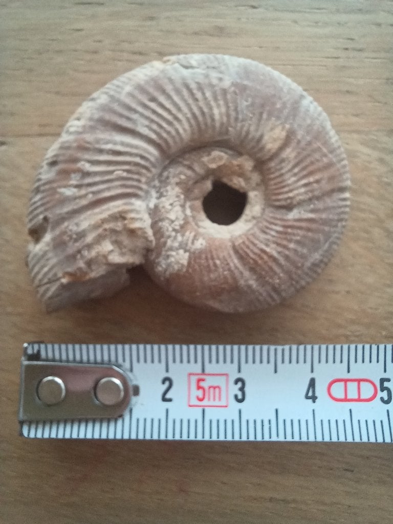 Très beau fossile d'ammonite, Enlèvement ou Envoi, Fossile