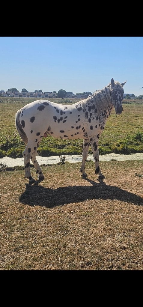 Prachtige 2 jarige appaloosa hengst, Minder dan 160 cm, Met stamboom, Niet van toepassing, 0 tot 2 jaar