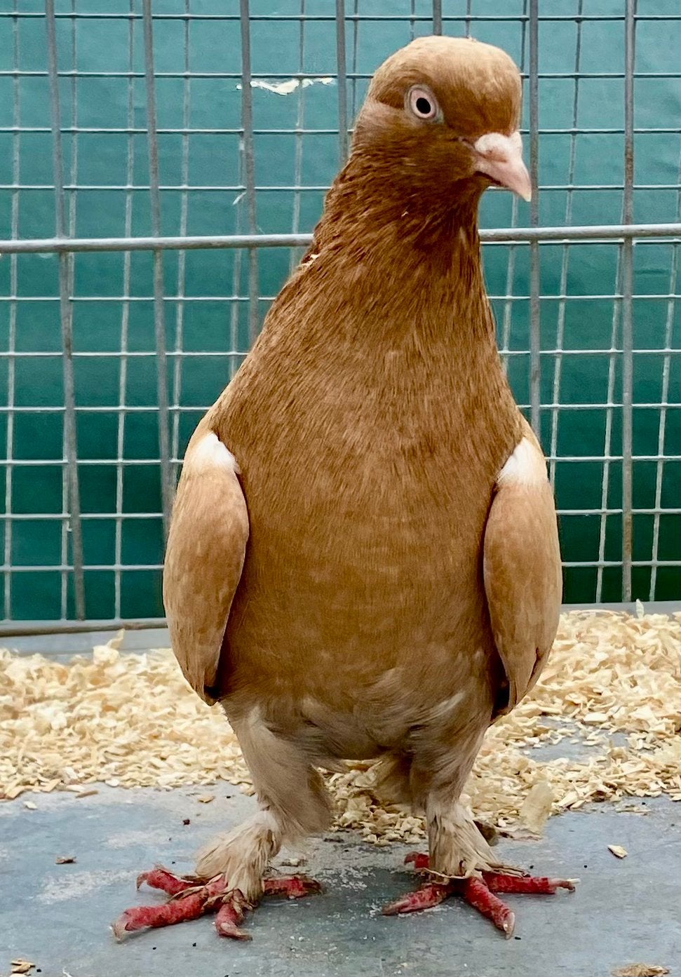Takla Duiven, Plusieurs animaux, Pigeon culbutant ou Roller