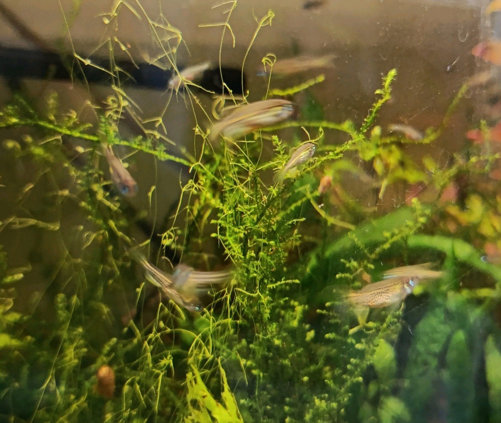 Jonge sluiervin luipaard danio's, eigen kweek